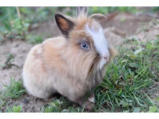 Small Pets Hostel In Small Pets Hostel In