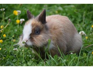 Small Pets Hostel In Small Pets Hostel In