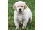 English Golden Retriever Puppies are Raised with Love and Care at Indiana Goldens