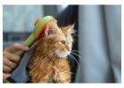 Cat Grooming in