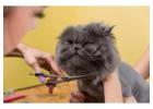 Cat Grooming in