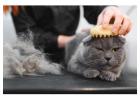 Cat Grooming in
