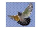 Trusted Bird Removal Service for Safe and Humane Solutions