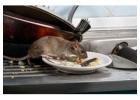 Reliable Rat Exterminator Services for a Clean Home