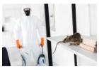 Professional Rodent Control for a Healthier Home