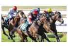 What Does Place Mean in Horse Racing? Beginner’s Guide
