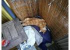 Cat Hostel in