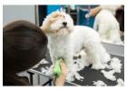 Dog Grooming in