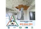 Trusted Mold Cleanup Services in Gulfport