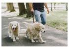 Dog Walkers in