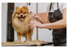 Dog Grooming in