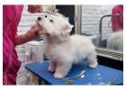 Dog Grooming in