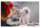 Dog Grooming in