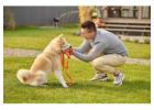 Dog Training in