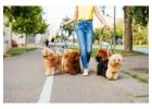 Dog Walkers in