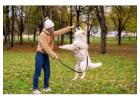 Dog Training in
