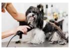 Dog Grooming in