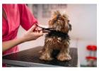 Dog Grooming in