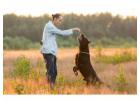 Dog Training in