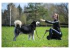 Dog Training in