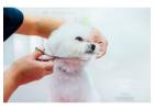 Dog Grooming in