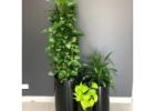 Premium Office Plant Hire for Corporate Interiors