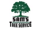 Tree Service Santa Rosa
