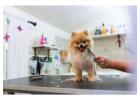 Dog Grooming in