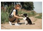 Dog Training in