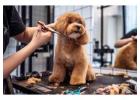 Dog Grooming in