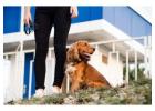 Dog Walkers in