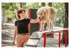Dog Training in