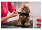 Dog Grooming in