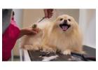 Dog Grooming in