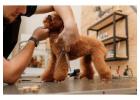 Dog Grooming in