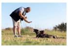 Dog Training in
