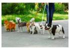 Dog Walkers in