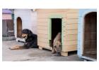 Dog Hostel in