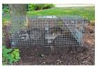Wildlife Control Dublin | Humane Animal Removal