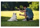 Dog Training in