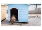 Dog Hostel in