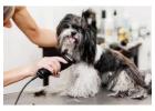 Dog Grooming in