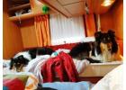 Dog Hostel in