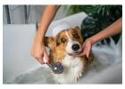 Dog Grooming in