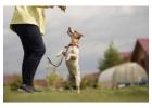 Dog Training in