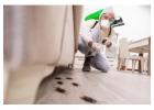 Cockroach Control Services | Effective Roach Removal