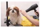 Dog Grooming in