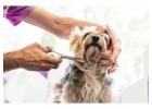 Dog Grooming in