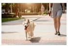 Dog Walkers in