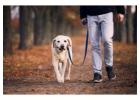 Dog Walkers in
